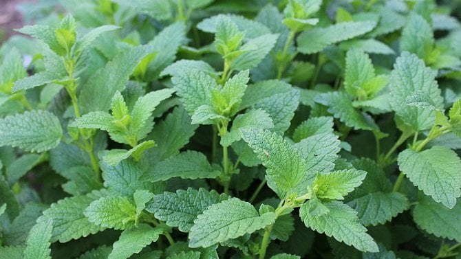 Meduňka lékařská je silně aromatická. Zklidňuje organismus a pomáhá k lepšímu spánku